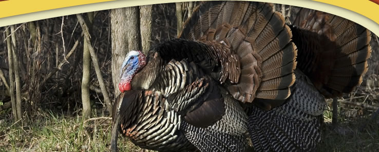 Turkey Hunting